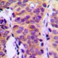 Anti-PLC gamma 1 Antibody